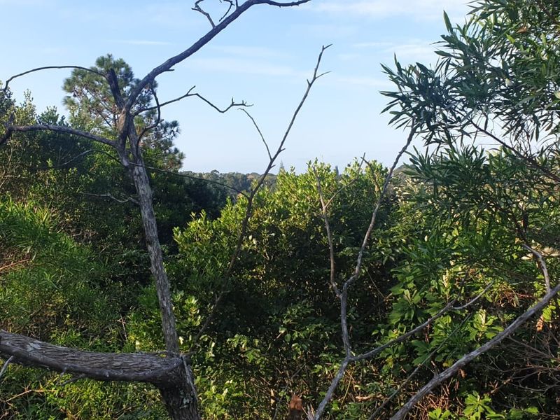 A view of the natural landscape and dense vegetation on the vacant residential property.