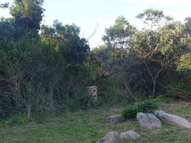 A view of a vacant residential plot featuring natural vegetation, mature trees, and a utility connection point.