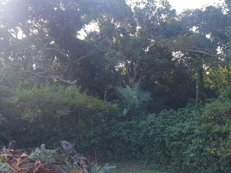 A view of a heavily overgrown residential plot featuring dense mature trees and thick vegetation, requiring significant clearing for development.