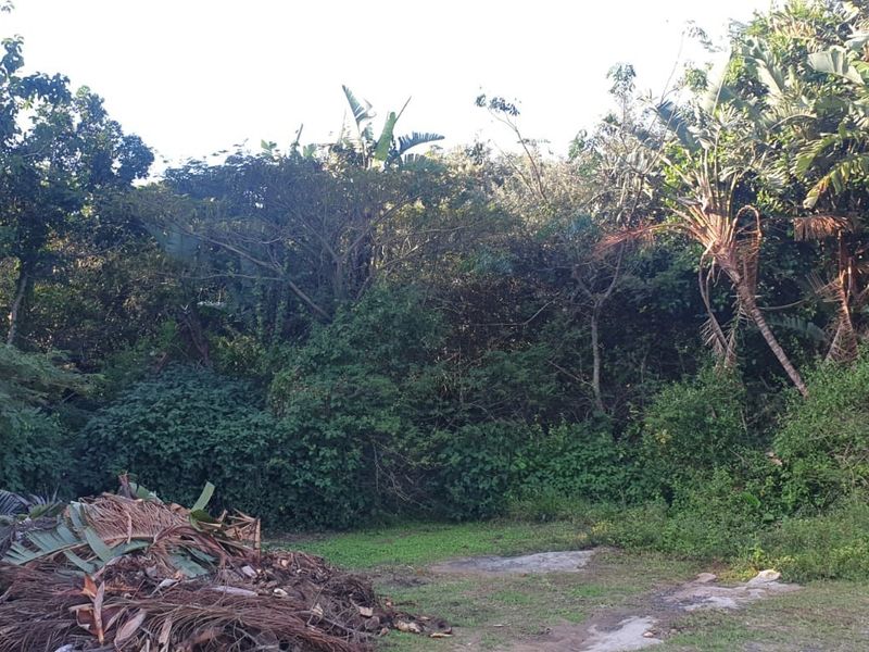 A view of a heavily overgrown residential plot featuring dense mature trees and accumulated garden waste.