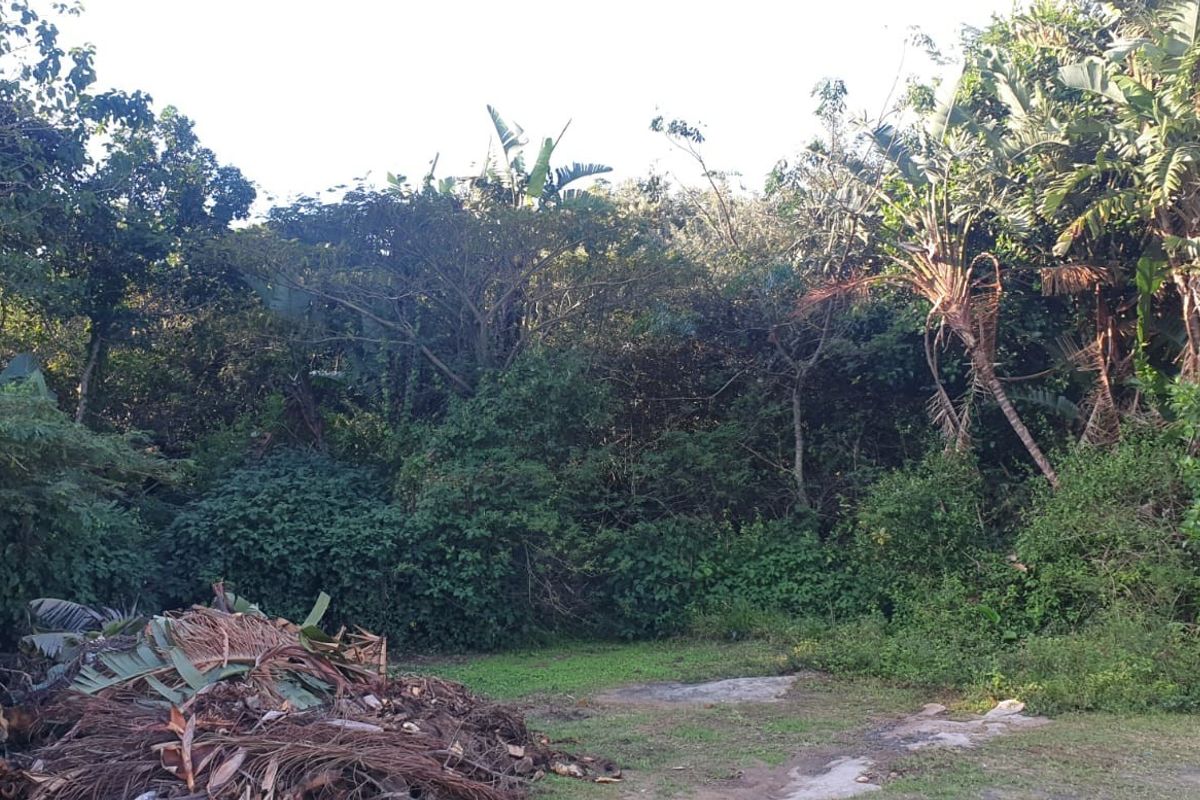 A view of a heavily overgrown residential plot featuring dense mature trees and accumulated garden waste.