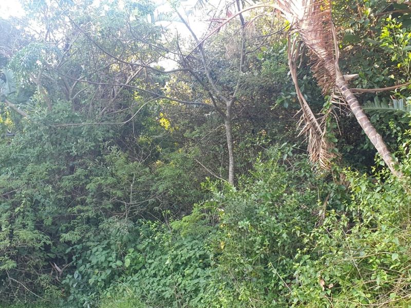 A view of a densely vegetated plot of land featuring mature trees and thick undergrowth.
