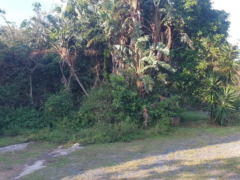 A view of a natural, densely vegetated garden area with mature trees and a gravel pathway on a vacant residential plot.