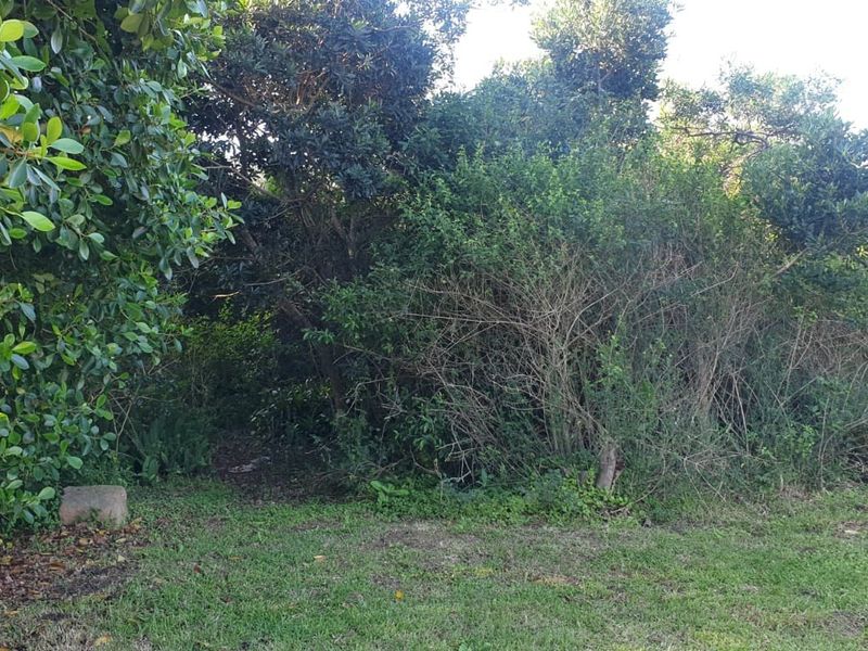 A view of a residential plot featuring dense, mature vegetation and trees with a small mailbox visible on the right side.