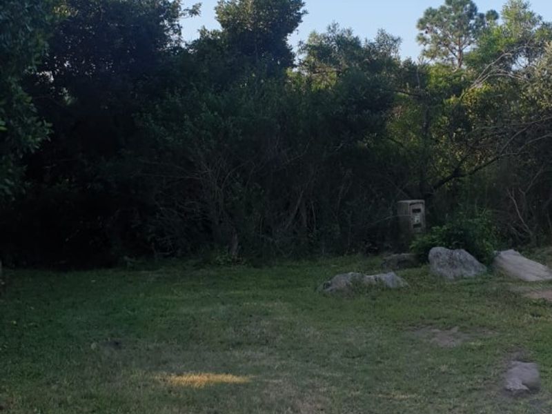 A view of the front of the vacant residential lot featuring established trees, natural vegetation, and a mailbox.