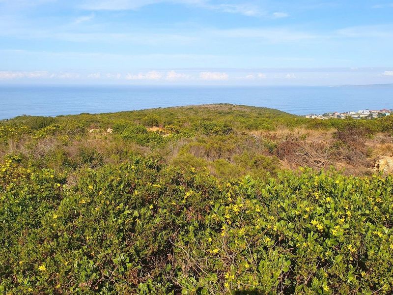 A scenic view of the coastal landscape featuring native vegetation with the ocean in the background.