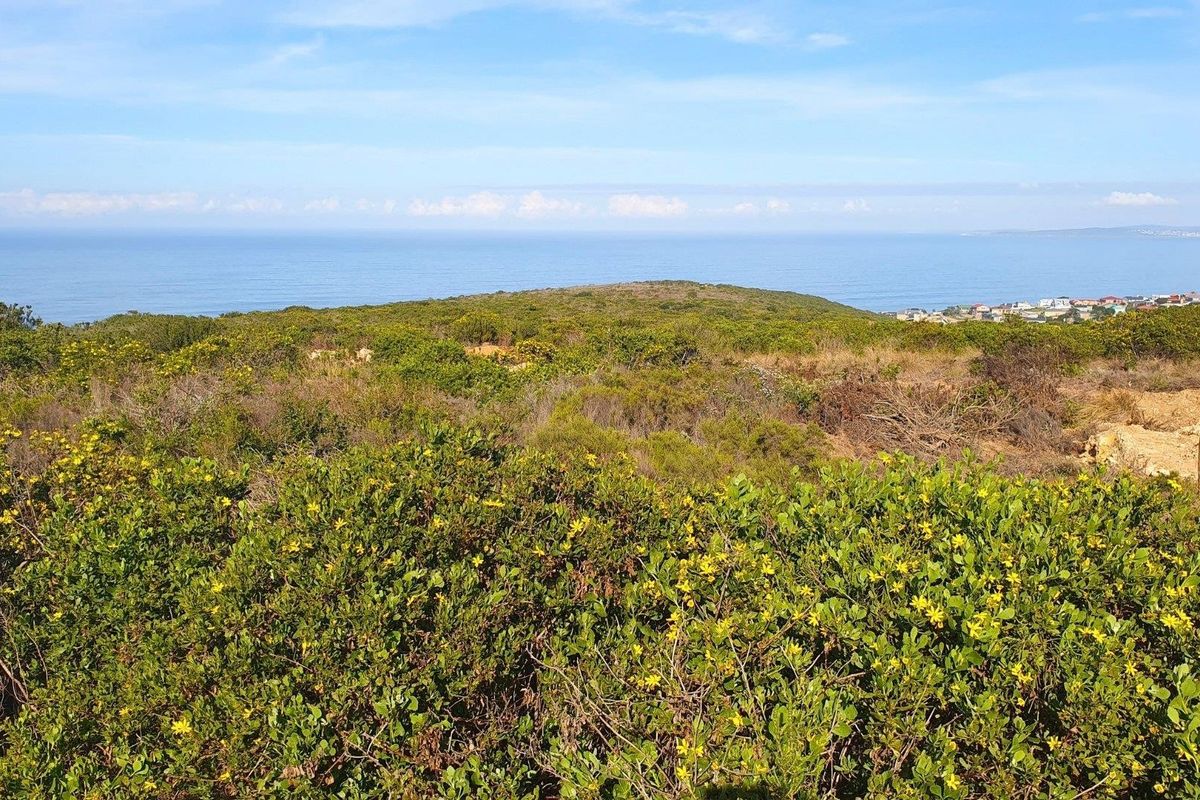 A scenic view of the coastal landscape featuring native vegetation with the ocean in the background.