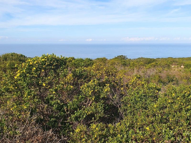 A scenic view overlooking natural coastal vegetation with a clear horizon line over the ocean.