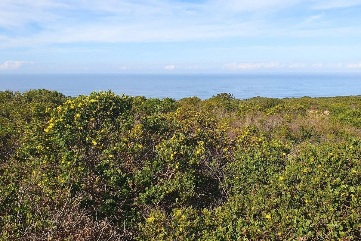 A scenic view overlooking natural coastal vegetation with a clear horizon line over the ocean.