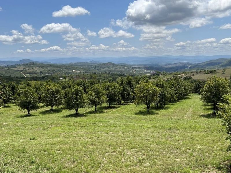 A scenic view overlooking a well-maintained orchard set against a backdrop of rolling hills and a clear blue sky.