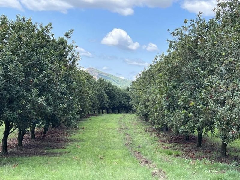 A view of a well-maintained orchard with rows of mature trees and a grassy path, set against a scenic mountain backdrop.