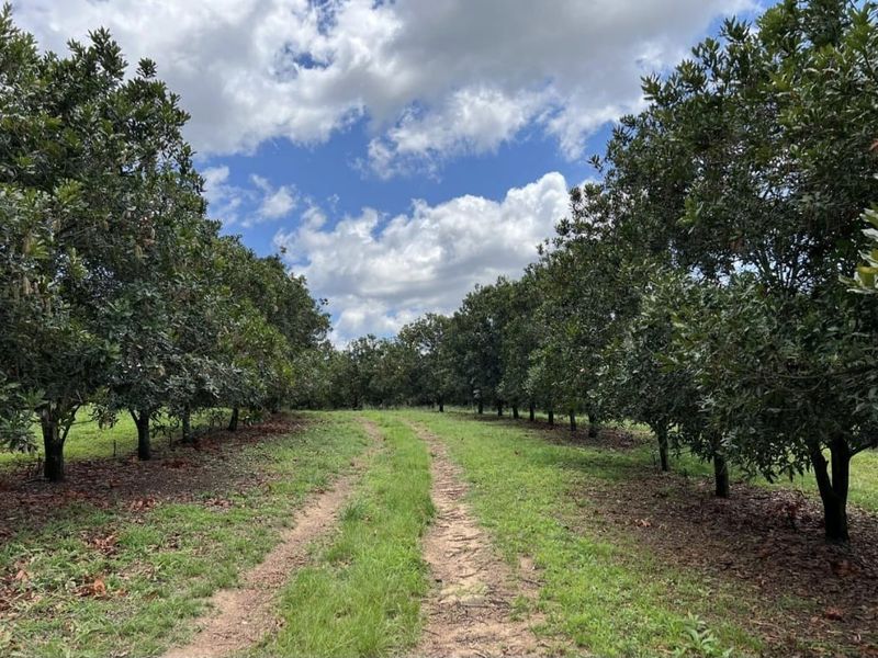 A well-maintained orchard featuring rows of mature fruit trees flanking a central dirt access track under a clear blue sky.