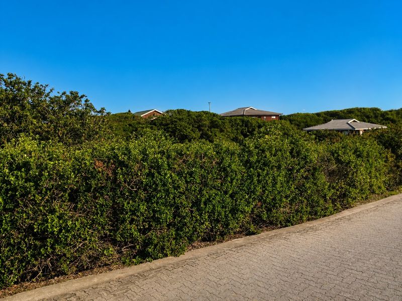 A view of a paved residential street bordered by dense, mature vegetation with distant houses visible in the background.