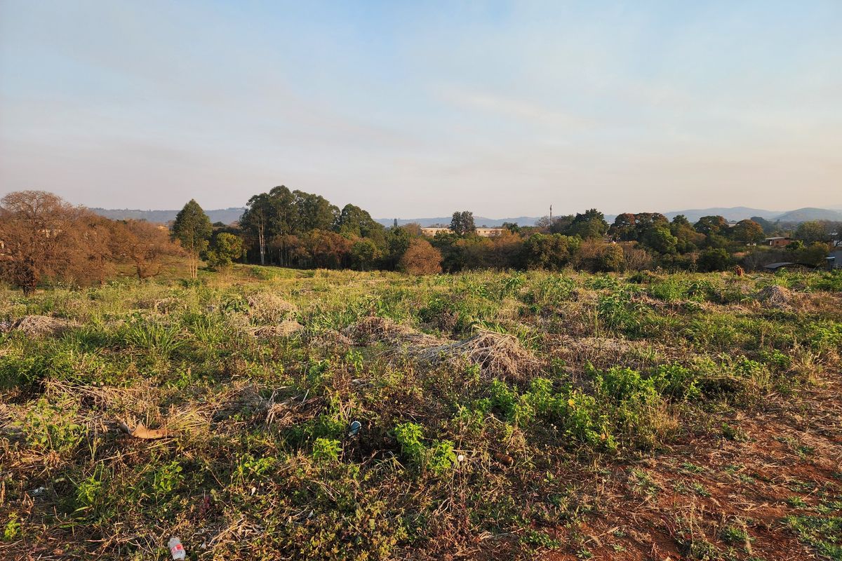 A view of an undeveloped residential plot featuring natural vegetation and mature trees in the background.