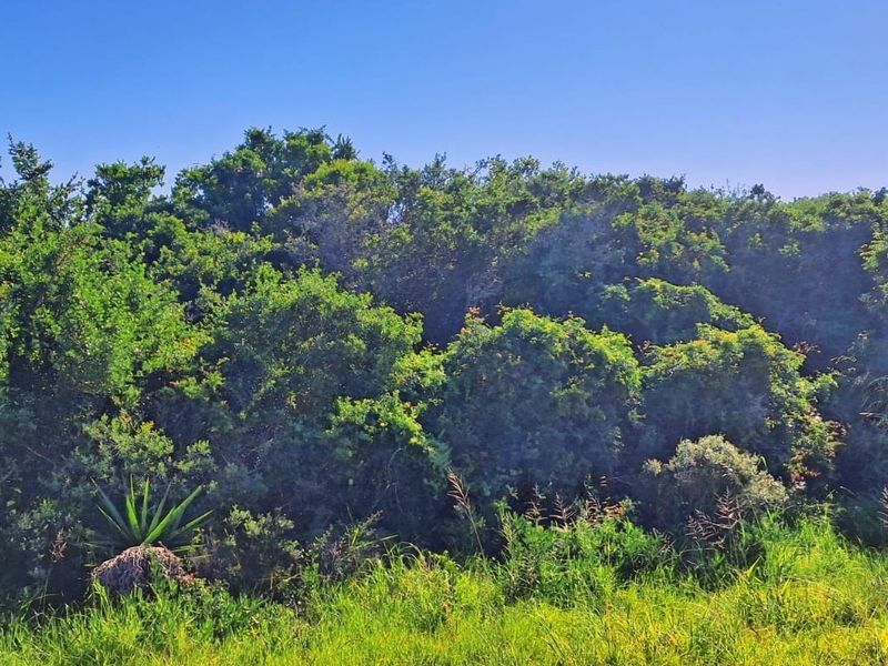 A view of the natural, undeveloped vegetation and indigenous shrubbery on the residential land plot.