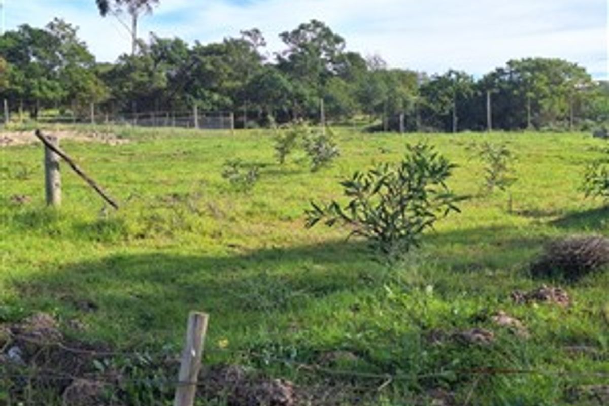A view of a vacant residential plot featuring grassy terrain, scattered young trees, and perimeter wire fencing.