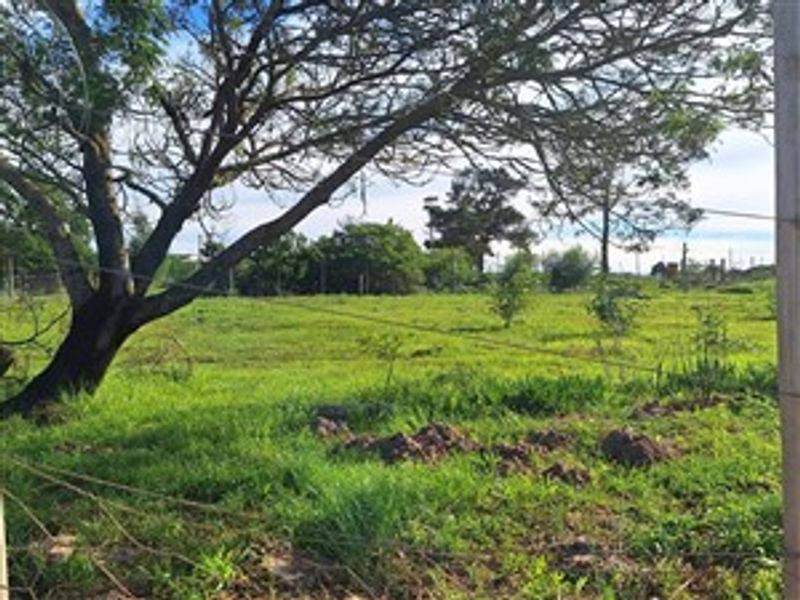 A view of a vacant residential plot featuring grassy terrain, mature trees, and perimeter wire fencing.