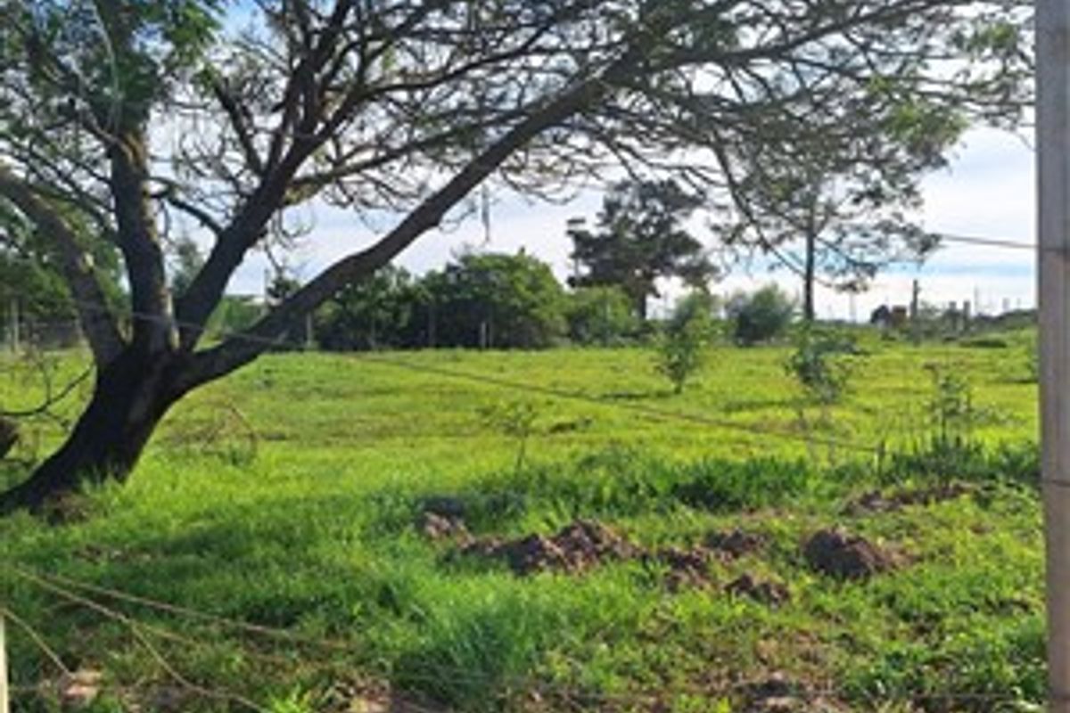 A view of a vacant residential plot featuring grassy terrain, mature trees, and perimeter wire fencing.