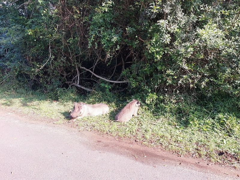 A view of a roadside verge with dense vegetation and wildlife present.