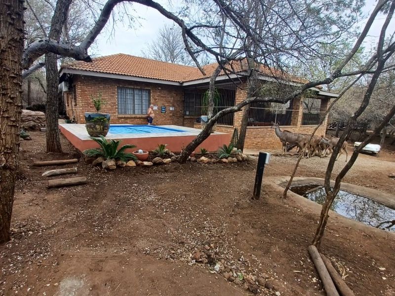 Rear view of a brick house featuring a swimming pool, security bars on windows, and a natural bushveld garden setting.