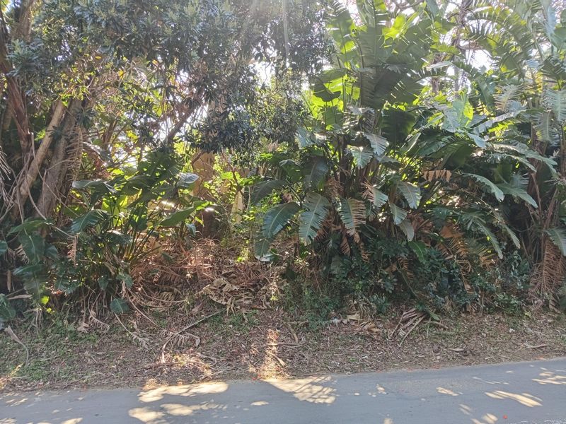 A view of a densely vegetated plot featuring mature trees and established tropical plants along the roadside.
