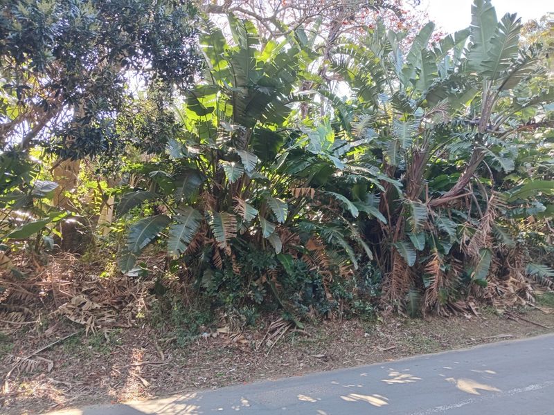 A view of dense, mature vegetation and trees bordering the edge of the residential land plot.