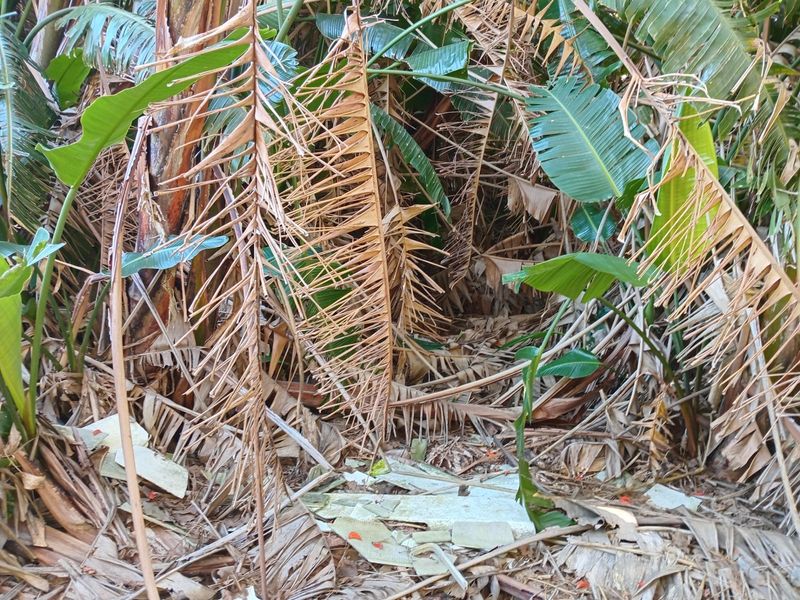 A view of an overgrown garden area featuring dense banana plants and significant accumulation of dry organic debris and garden waste.