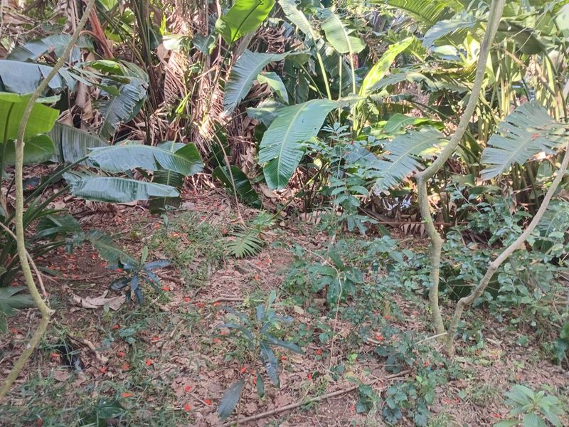 A view of the dense, overgrown vegetation and mature trees located on the residential land plot.
