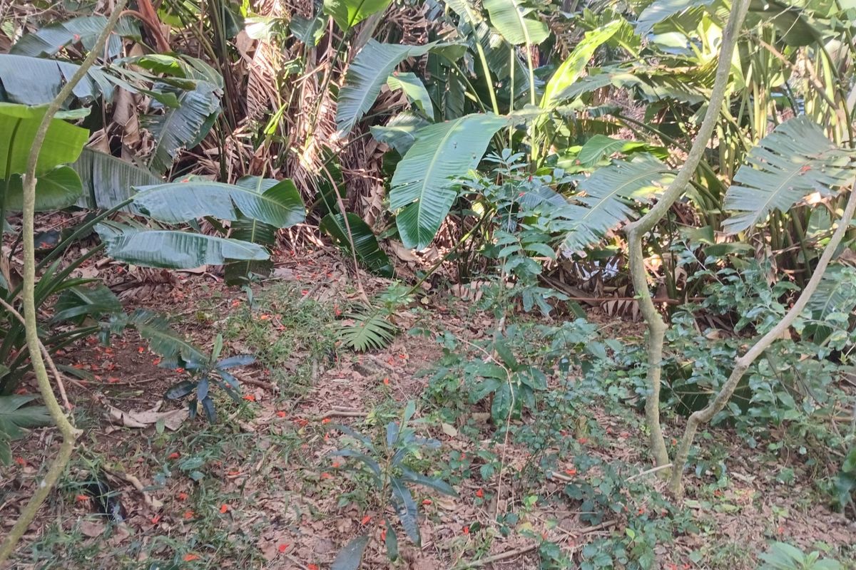 A view of the dense, overgrown vegetation and mature trees located on the residential land plot.