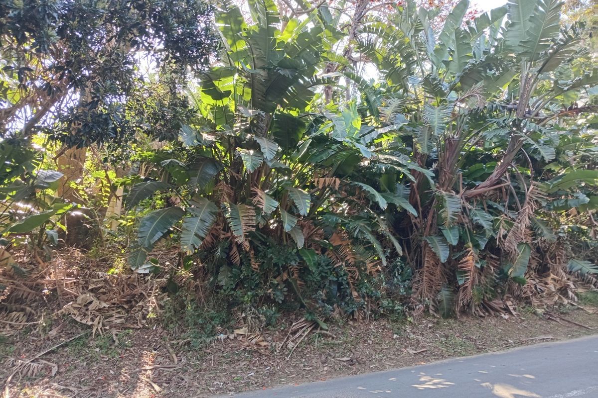 A view of dense, mature vegetation and trees bordering the edge of the residential land plot.