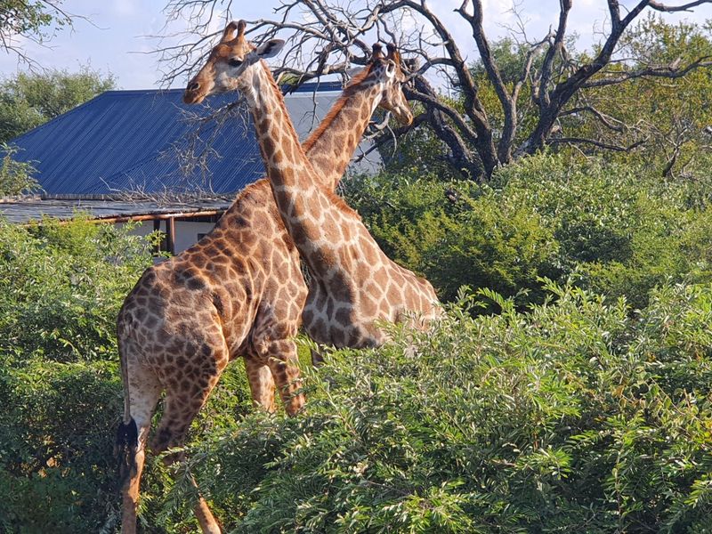 Magnificent Private Home with Flatlet  For Sale in Blyde Wildlife Estate, Hoedspruit - Photo 5