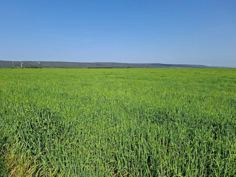 Expansive view of open green farmland under a clear blue sky, showcasing the property's vast agricultural landscape.