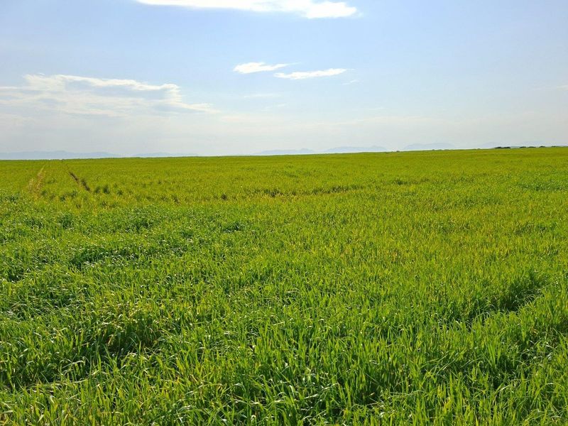 Expansive view of open green farmland under a clear blue sky.