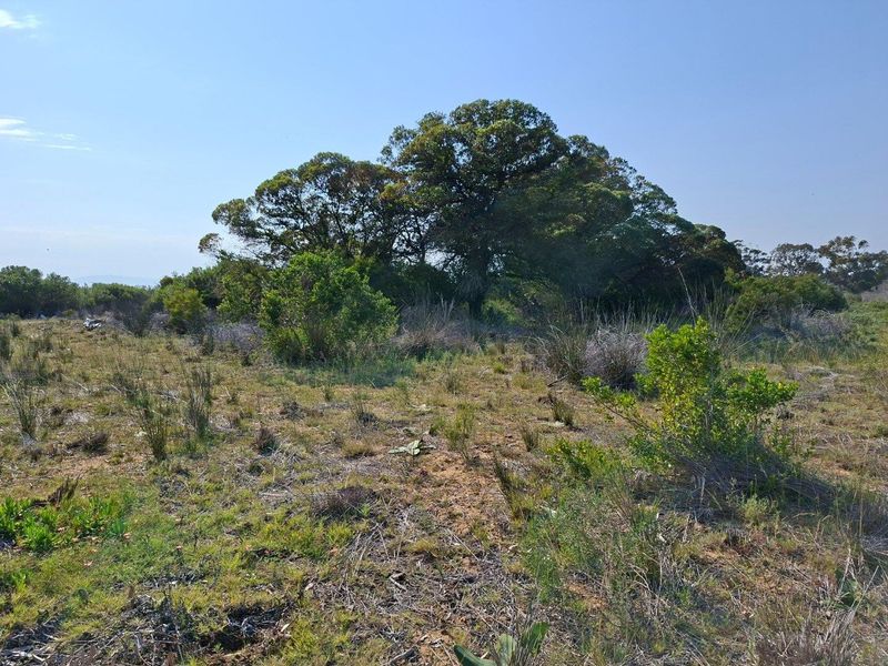 A view of the expansive natural landscape featuring mature trees and native vegetation on the farm property.