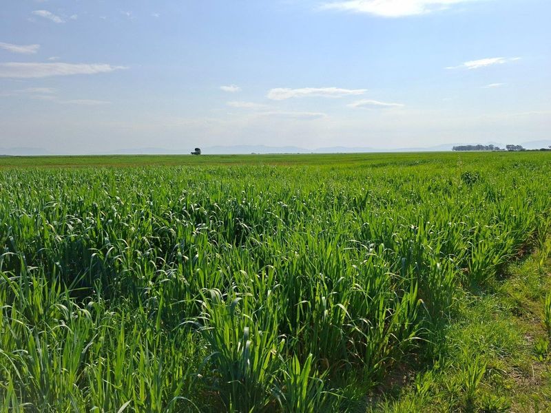 Expansive view of lush green agricultural fields and open farmland under a clear blue sky.