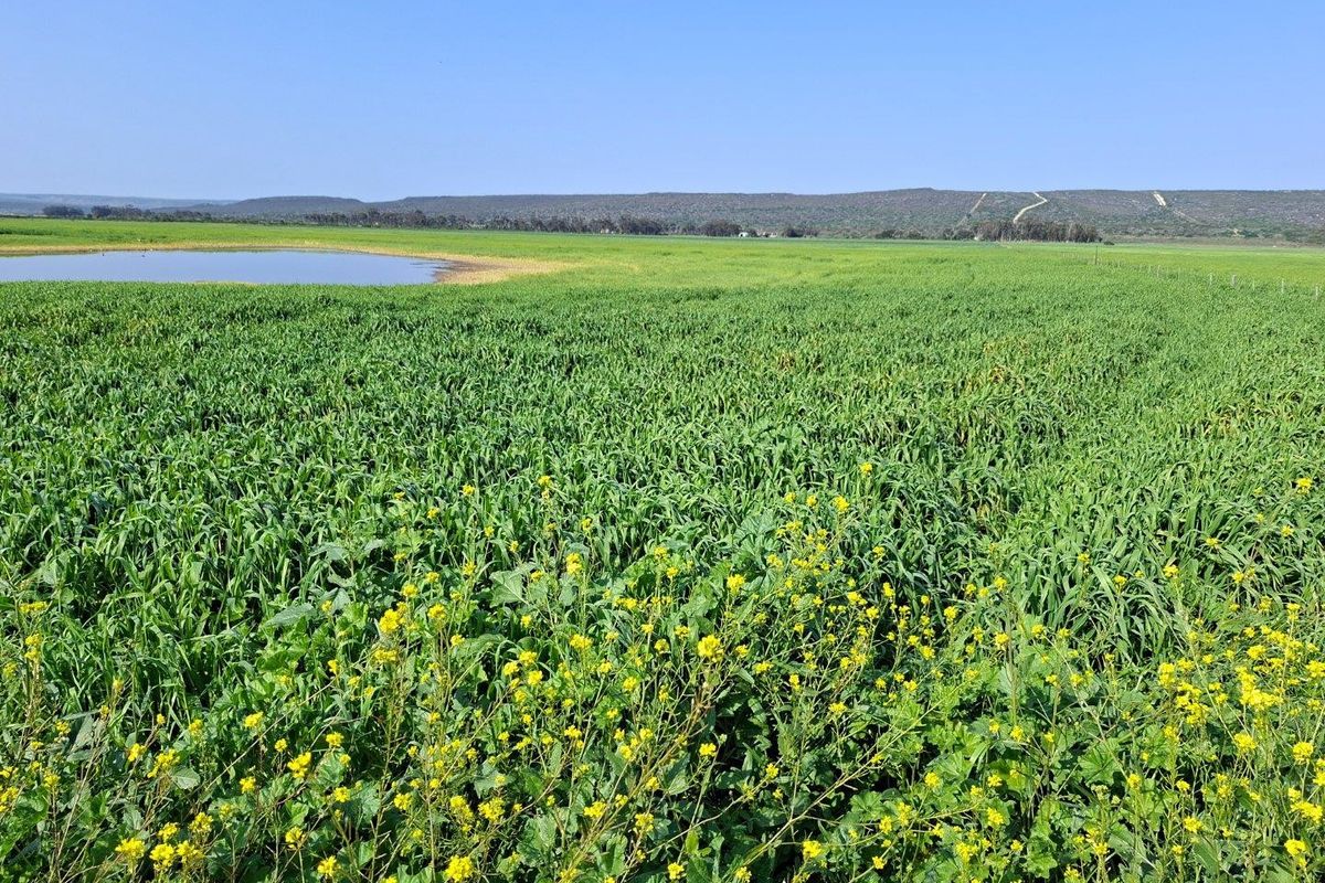 Expansive view of lush green farmland featuring a natural pond and rolling hills in the distance.
