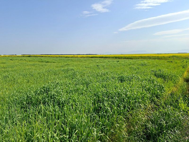 Expansive view of lush green agricultural fields and distant yellow canola crops under a clear blue sky.