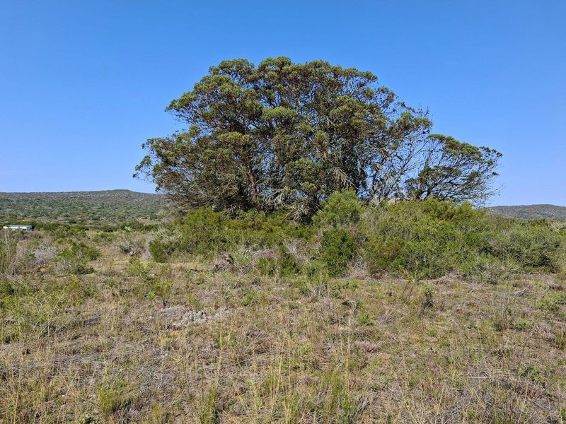A scenic view of the natural landscape featuring mature trees and indigenous vegetation on the farm property.