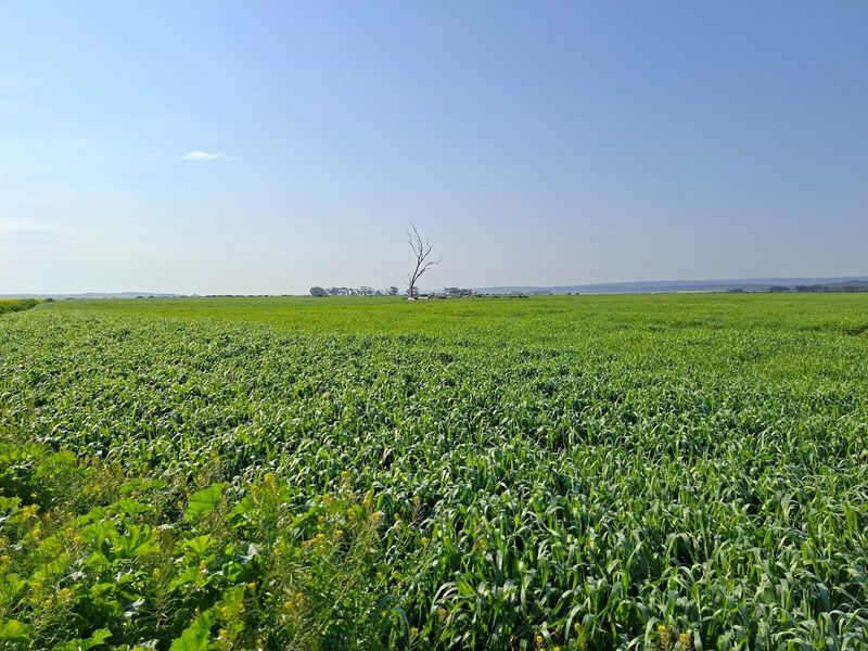 Expansive view of open agricultural farmland and green fields under a clear blue sky.
