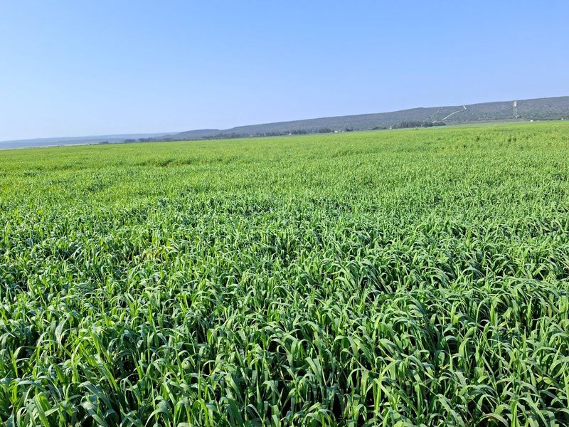 Expansive view of lush green agricultural fields under a clear blue sky, showcasing the property's fertile land and open landscape.