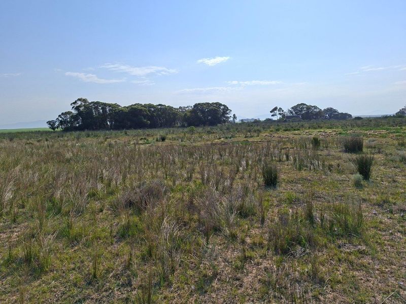 An expansive view of open farm land featuring natural vegetation and a distant tree line under a clear sky.
