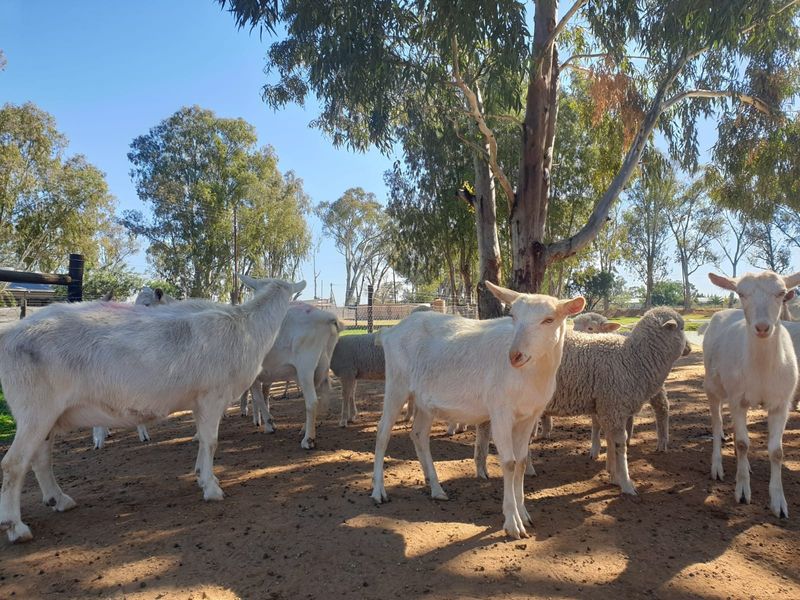 An outdoor area on the small holding featuring mature trees and perimeter wire fencing, currently utilized for livestock.