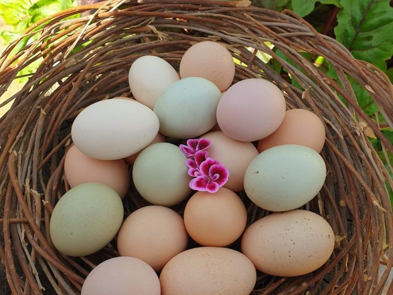 A close-up view of fresh eggs in a woven basket, highlighting the agricultural produce of the small holding.