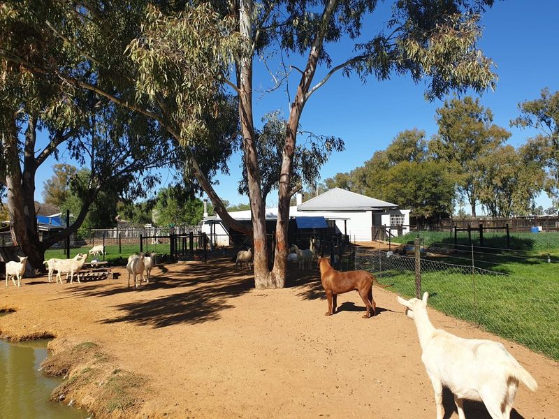 A spacious outdoor garden area on a small holding, featuring mature trees, wire fencing, and a small pond, providing a rustic rural setting.