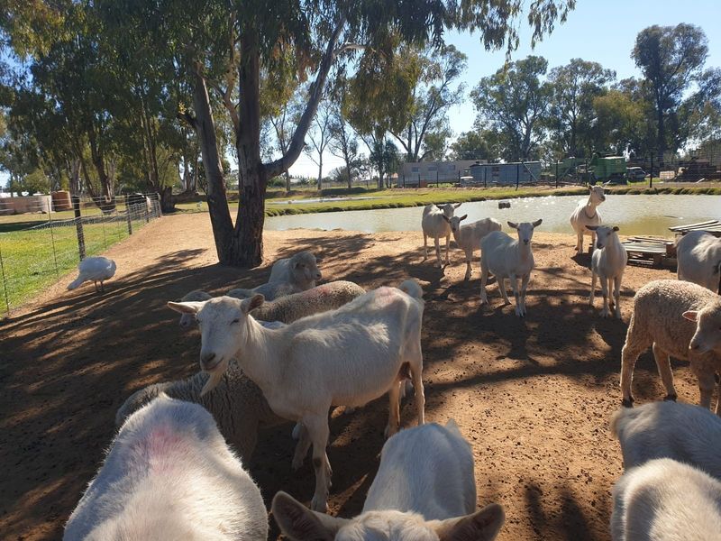 Outdoor small holding area featuring a farm dam and perimeter fencing, currently utilized for livestock grazing.