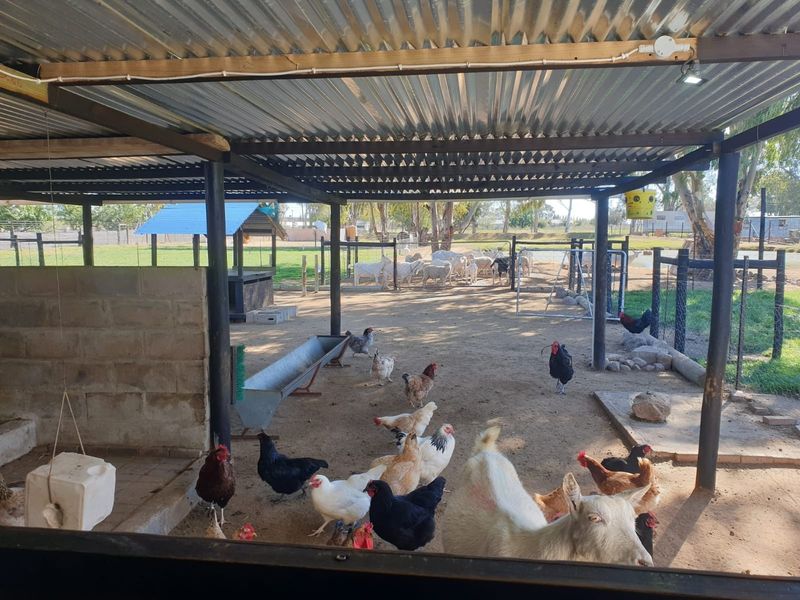 Outdoor utility area featuring a covered shelter with corrugated iron roofing, steel supports, and livestock feeding infrastructure on a small holding.