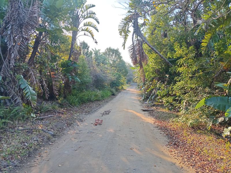 A view of an unpaved access road surrounded by dense, mature vegetation and trees on a vacant residential plot.