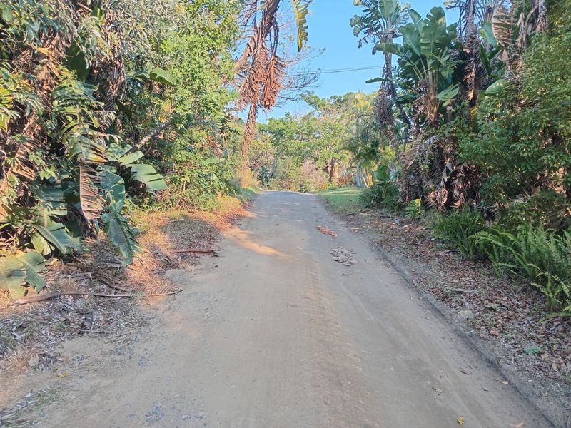 A view of an unpaved access road surrounded by dense, mature vegetation on a vacant residential plot.
