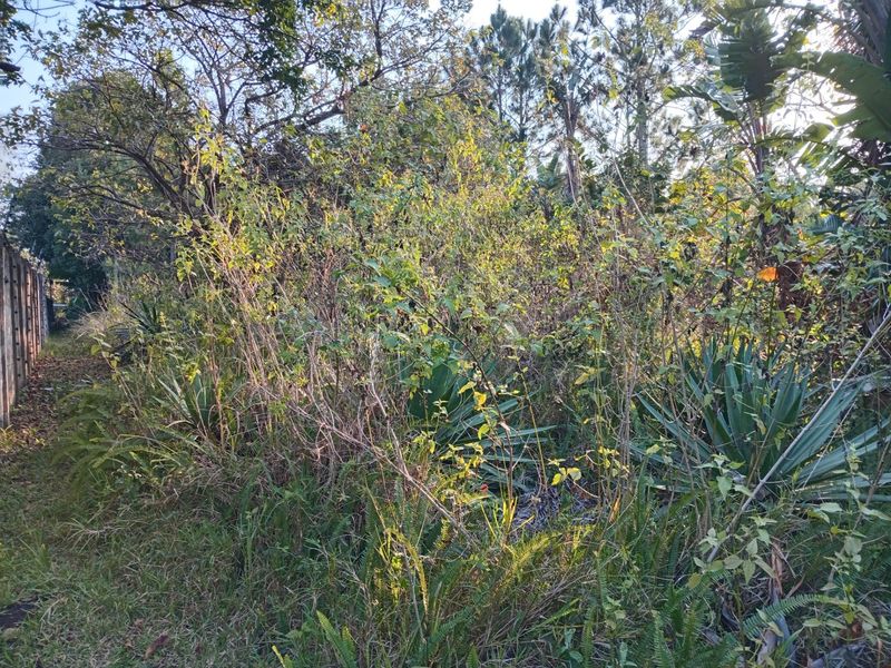 An overgrown garden area featuring dense vegetation and a concrete boundary wall on a vacant residential plot.
