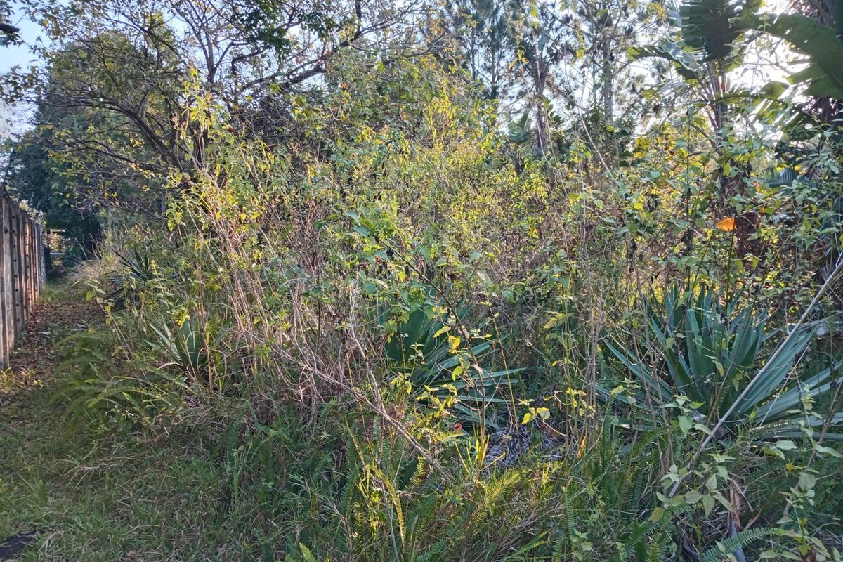 An overgrown garden area featuring dense vegetation and a concrete boundary wall on a vacant residential plot.